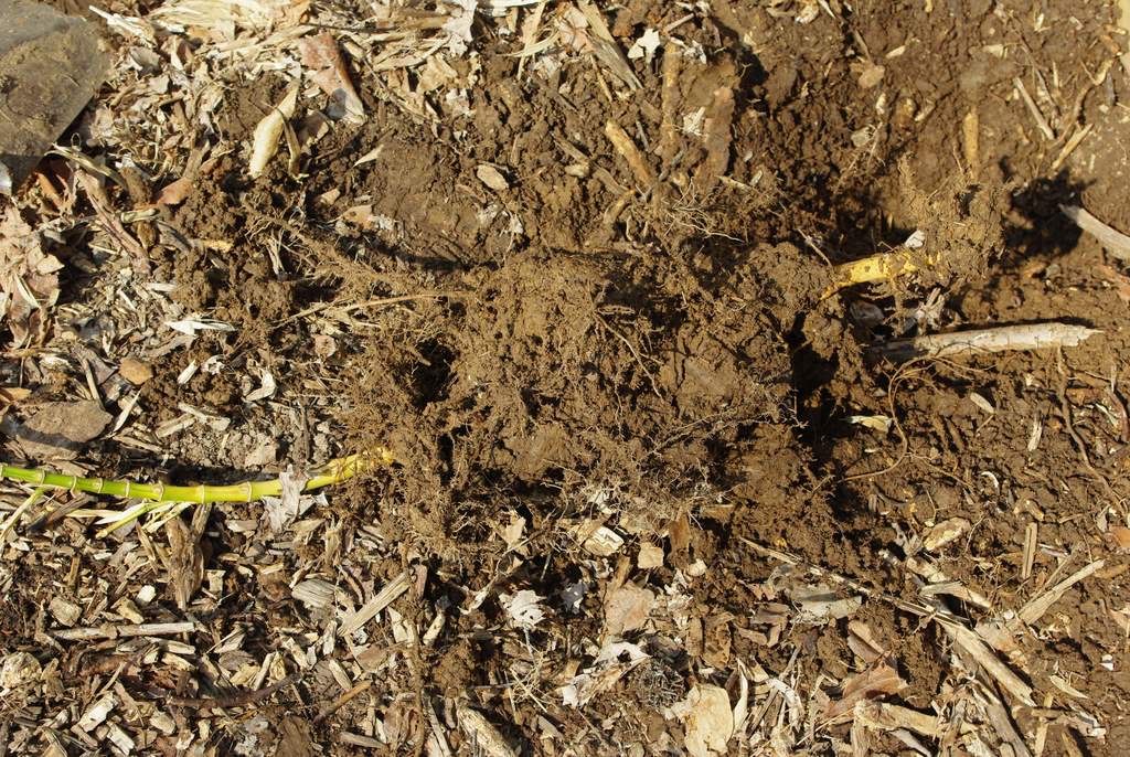 It's Not Work, It's Gardening! Digging Bamboo Rhizomes